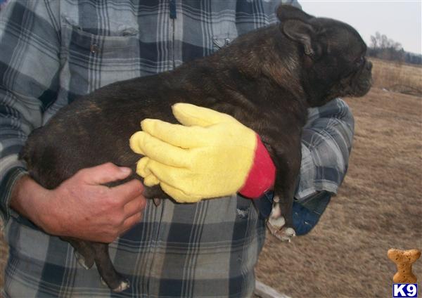 Dogs - French Bulldog
