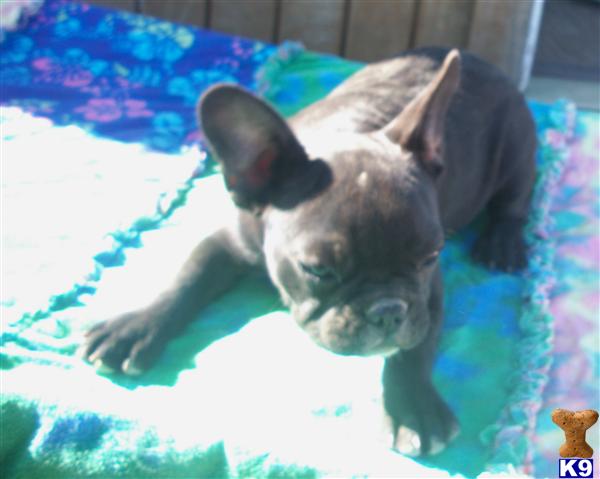 Dogs - French Bulldog