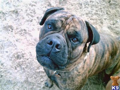 Stud Dogs - Bullmastiff