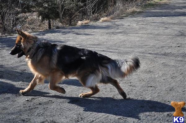 Stud Dogs - German Shepherd