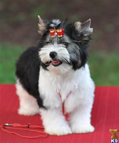 Biewer Yorkshire Terriers Puppies for Sale