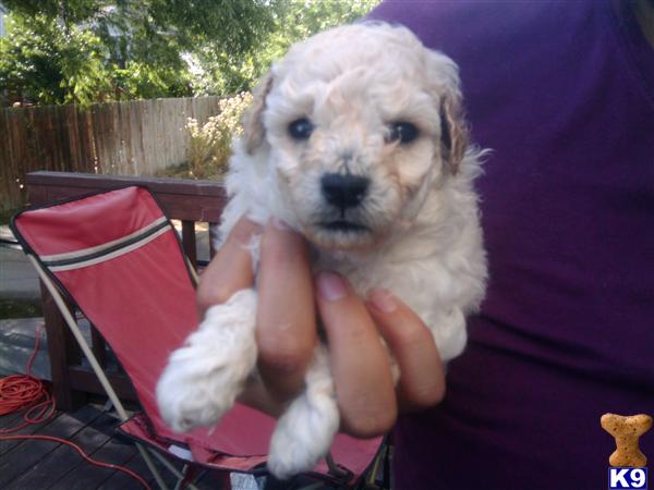 Puppies in Salt lake city