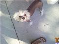 Chinese Crested