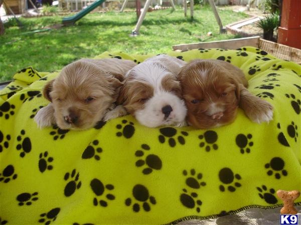 English Cocker Spaniel Puppies