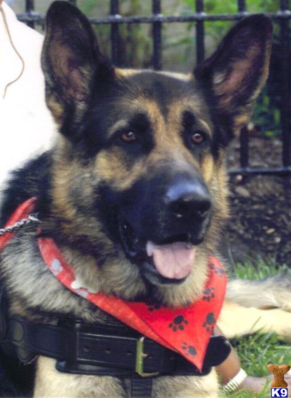 german shepherd puppies for sale in florida ta document moved german shepherd puppies for sale in florida ta document moved