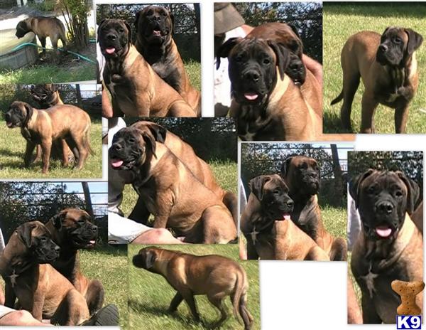 Dogs - Bullmastiff