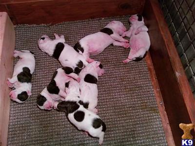American Bulldog Puppies in TX