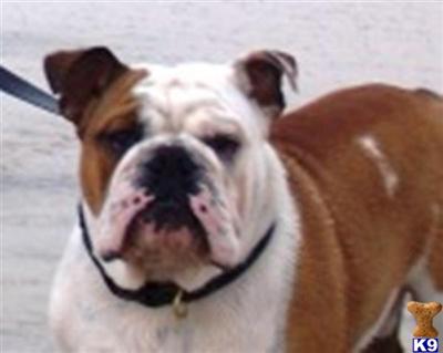 Stud Dogs - English Bulldog