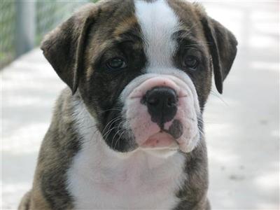 Bulldog Puppies for Sale