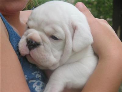 Puppies in ID