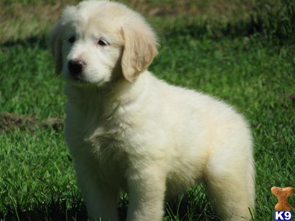 golden retriever breeders ma golden retriever puppies massachusetts hd desktop backgrounds and images free golden retriever breeders ma golden retriever puppies massachusetts hd desktop backgrounds and images free