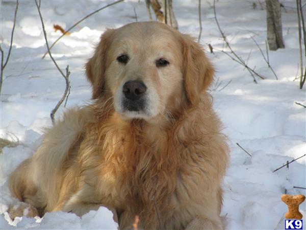 Stud Dogs in MA