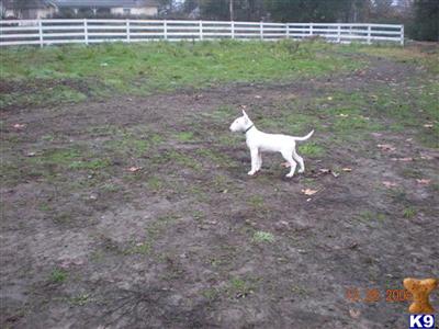 Bull Terrier Puppies for Sale