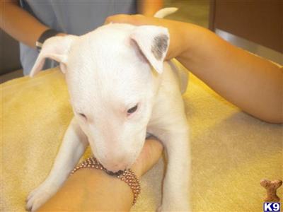 Bull Terrier Puppies for Sale