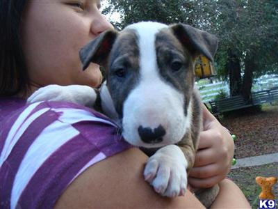 Bull Terrier Puppies for Sale