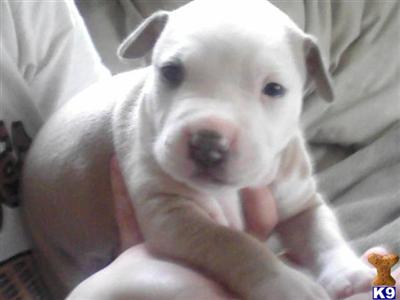 Puppies in Columbus