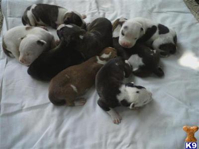 Puppies in Columbus