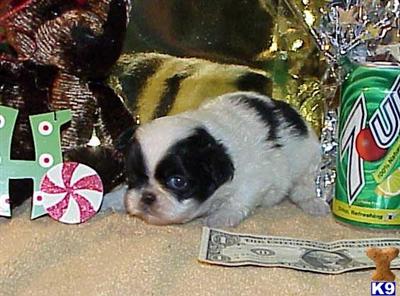 Pekingese Puppies for Sale