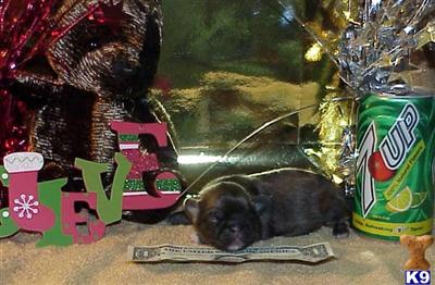 Pekingese Puppies for Sale