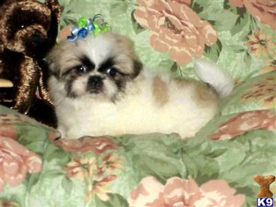 Pekingese Puppies for Sale