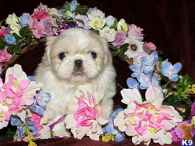 Pekingese Puppies for Sale