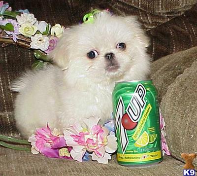 Pekingese Puppies for Sale