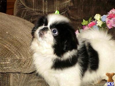 Pekingese Puppies for Sale