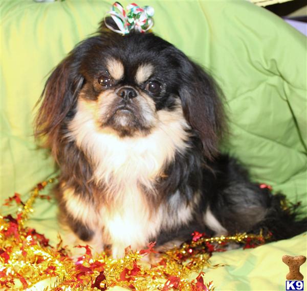 Dogs for Sale in CA