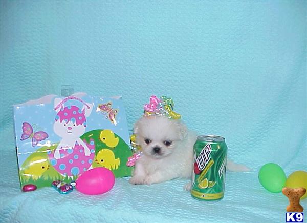 Pekingese Puppies