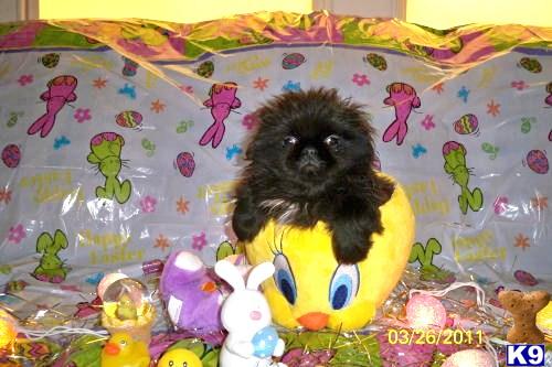 Pekingese Puppies