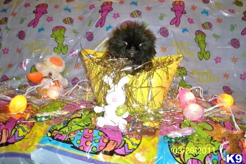Pekingese Puppies