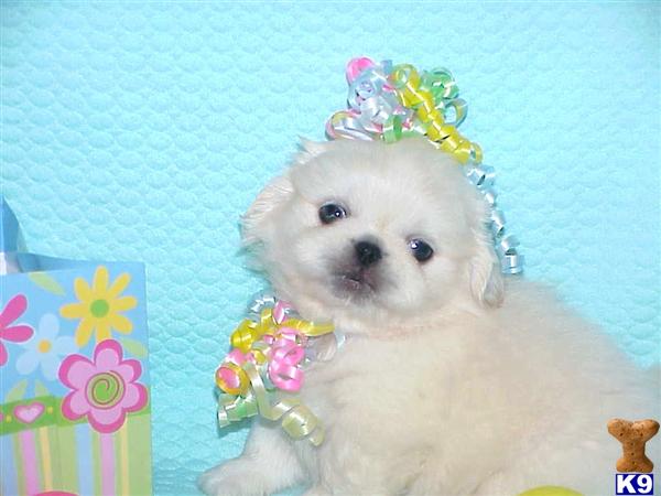 Pekingese Puppies