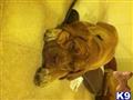 Dogue De Bordeaux