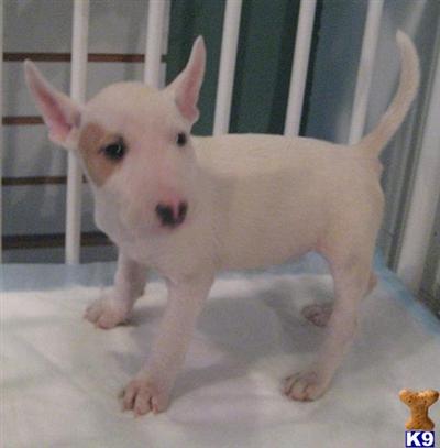 Bull Terrier Puppies for Sale