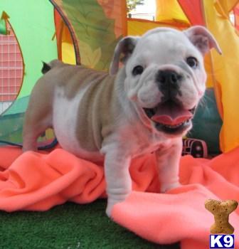 English Bulldog Puppies for Sale