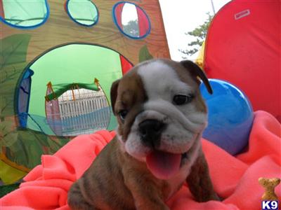 English Bulldog Puppies for Sale