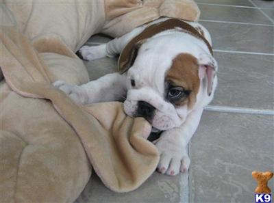 English Bulldog Puppies for Sale