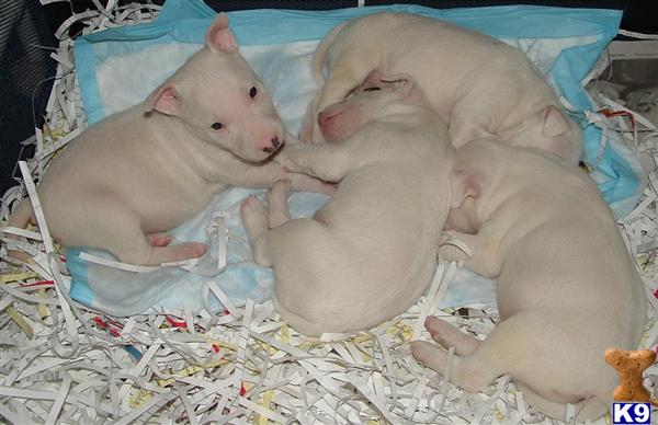 Bull Terrier Puppies