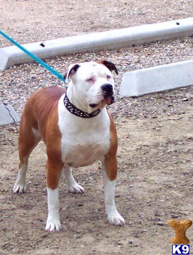 American Bulldog Puppies for Sale