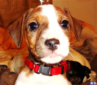 Parson Russell Terrier Puppies for Sale