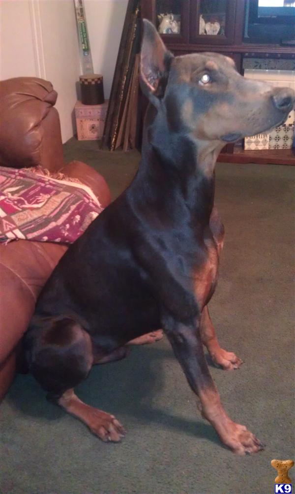 Stud Dogs - Doberman Pinscher