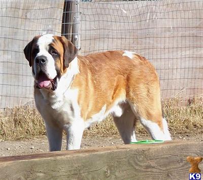 Saint Bernard Puppies for Sale