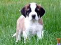 Saint Bernard