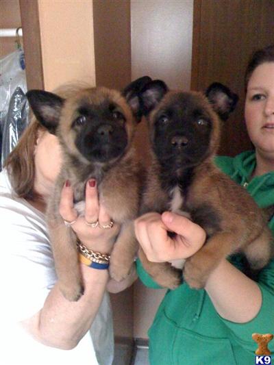 Belgian Malinois Puppies for Sale