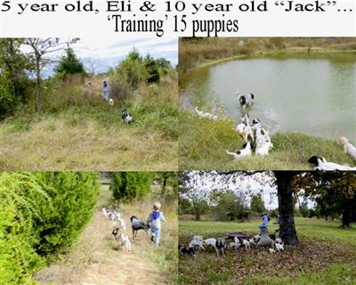 Dogs for Sale in AR