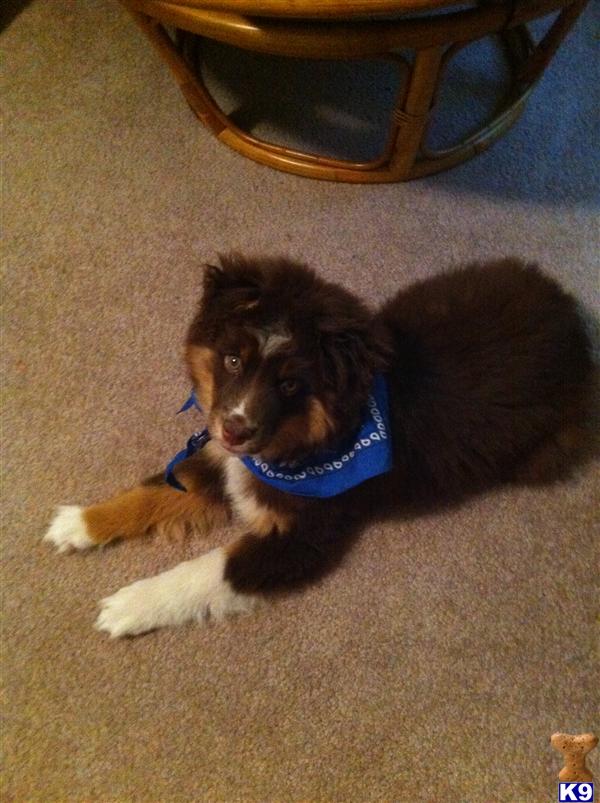 Puppies in Sherman