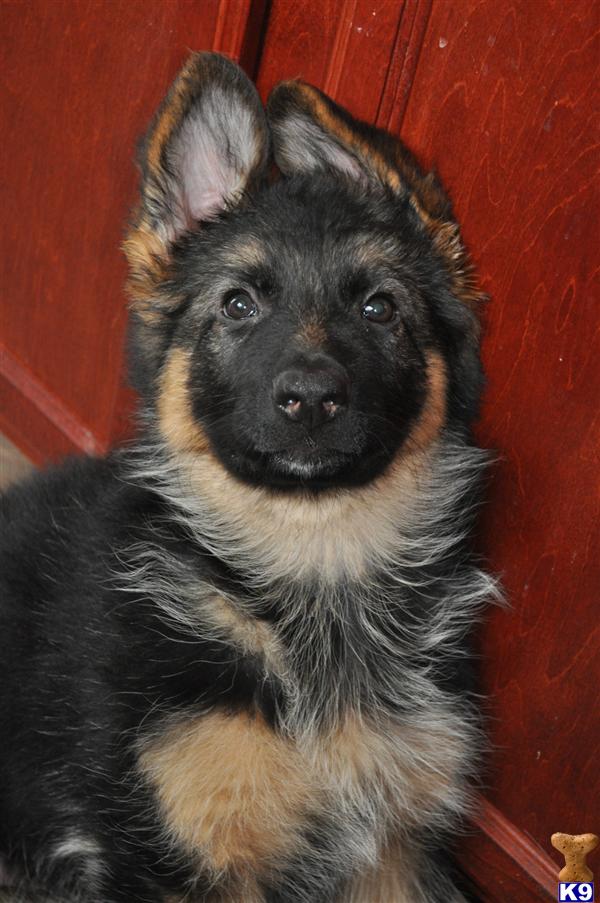 german shepherd puppies in illinois german shepherd puppies for sale in illinois german shepherd puppies in illinois german shepherd puppies for sale in illinois