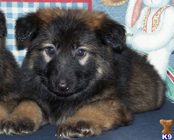 Puppies in NC