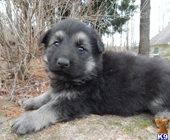 german shepherd puppies for sale in nc raleigh free german shepherd puppies for sale in nc german shepherd puppies for sale in nc raleigh free german shepherd puppies for sale in nc