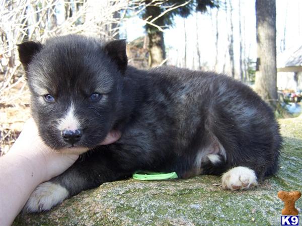 Puppies in NC
